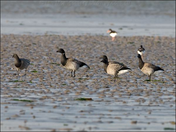 Brant/Brent Goose brent_goose_140484.psd
