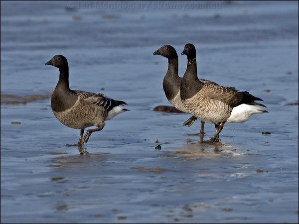 Brant/Brent Goose brent_goose_140488.psd