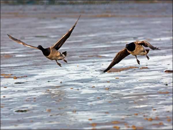 Brant/Brent Goose brent_goose_140489.psd