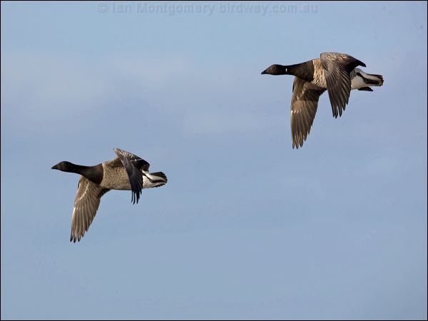 Brant/Brent Goose brent_goose_140490.psd