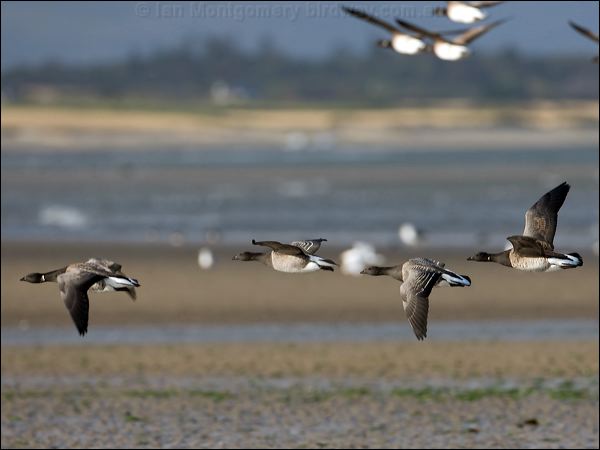 Brant/Brent Goose brent_goose_140492.psd