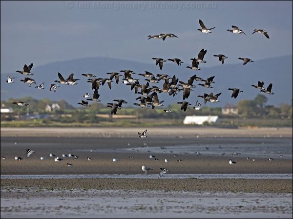Brant/Brent Goose brent_goose_140493.psd