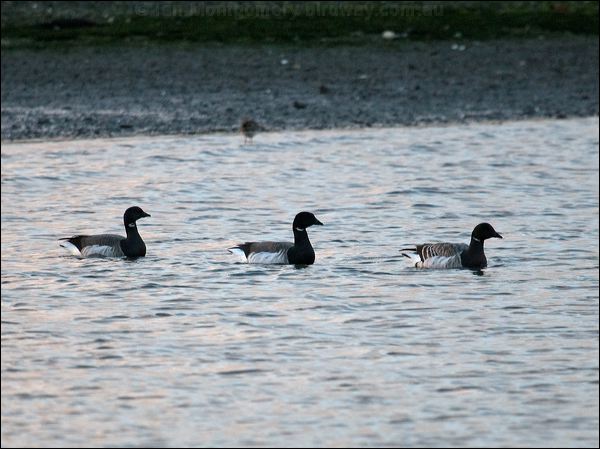 Brant/Brent Goose brent_goose_84271.psd