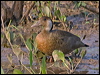brazilian_teal_201941