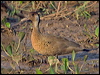 Click here to enter gallery and see photos of Brazilian Teal