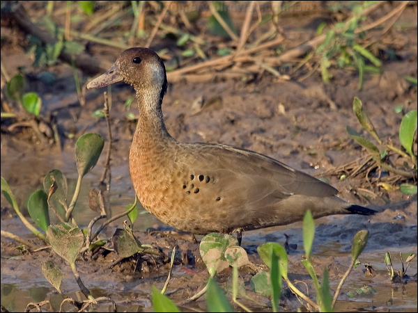 Brazilian Teal brazilian_teal_201945.psd