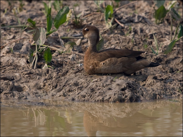 Brazilian Teal brazilian_teal_203587.psd
