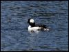 Click here to enter gallery and see photos of Bufflehead