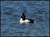 bufflehead_68940