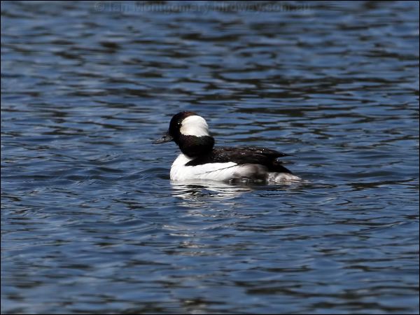 Bufflehead bufflehead_68939.psd