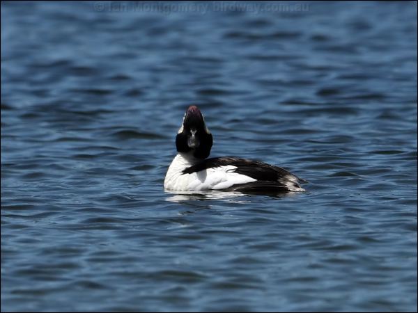 Bufflehead bufflehead_68940.psd