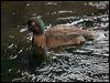 campbell_teal_125175