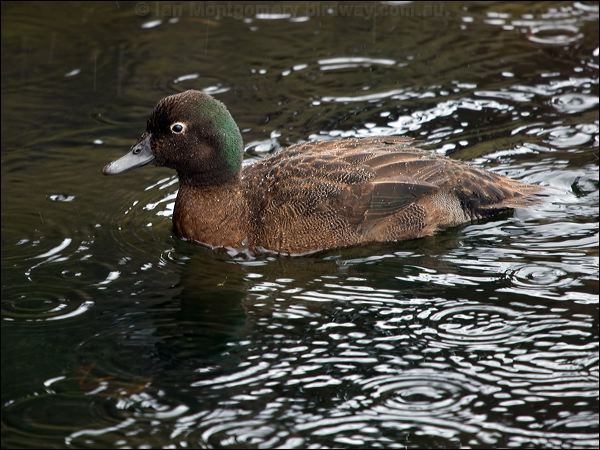 Campbell Teal campbell_teal_125175.psd
