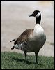 canada_goose_66245
