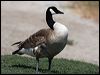 canada_goose_66247