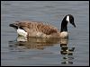 canada_goose_66258