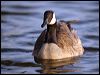 canada_goose_66594