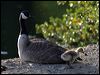 canada_goose_66819