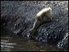 canada_goose_66822