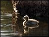 canada_goose_66828