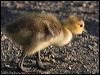 canada_goose_66833