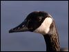 Click here to enter gallery and see photos of Canada Goose