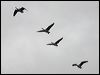 canada_goose_68143
