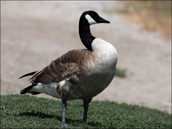 Canada Goose canada_goose_66247.psd
