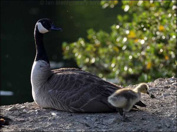 Canada Goose canada_goose_66819.psd