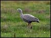 cape_barren_goose_85800
