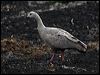 cape_barren_goose_85823