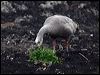 cape_barren_goose_85836