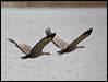 cape_barren_goose_85923