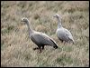 Click here to enter gallery and see photos of Cape Barren Goose