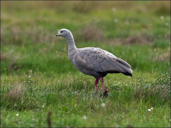 Cape Barren Goose cape_barren_goose_85800.psd