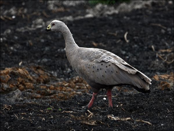 Cape Barren Goose cape_barren_goose_85823.psd