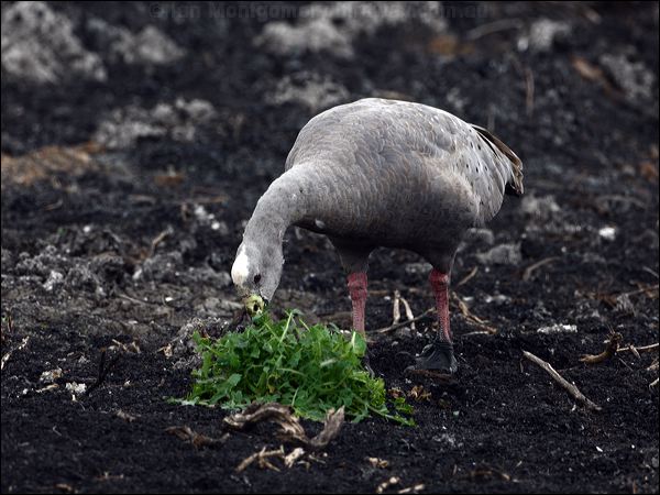 Cape Barren Goose cape_barren_goose_85836.psd