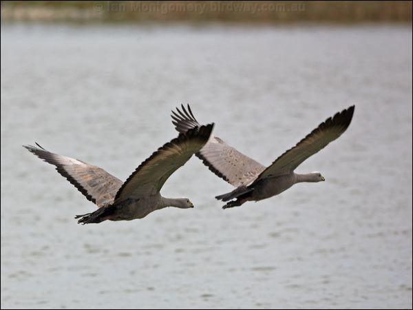 Cape Barren Goose cape_barren_goose_85923.psd