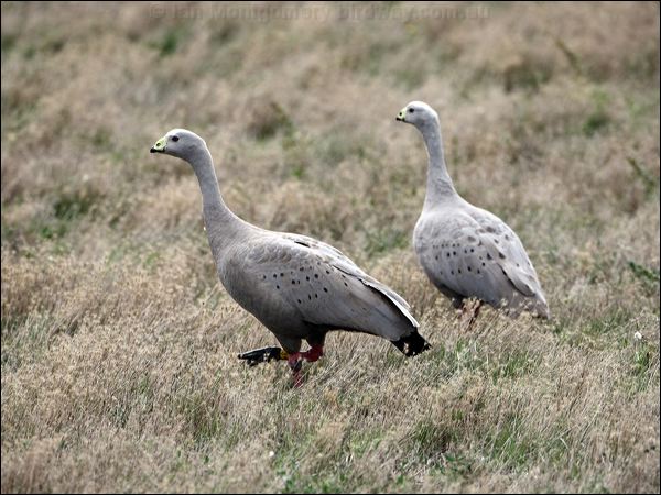 Cape Barren Goose cape_barren_goose_85928.psd
