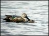 cape_shoveler_04585