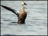 cape_shoveler_04586