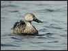 cape_shoveler_04598
