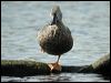 cape_shoveler_04608