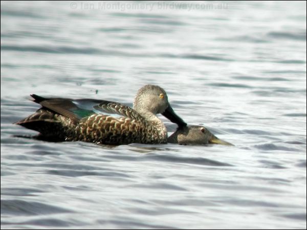Cape Shoveler cape_shoveler_04585.jpg