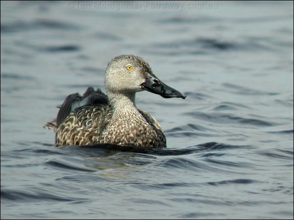 Cape Shoveler cape_shoveler_04598.jpg