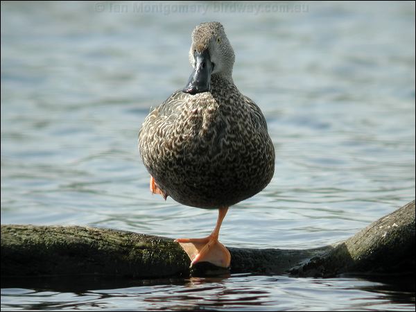 Cape Shoveler cape_shoveler_04608.jpg
