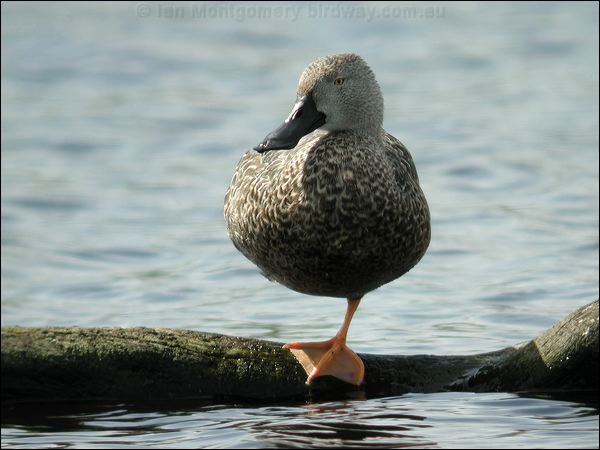 Cape Shoveler cape_shoveler_04610.jpg