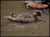 chestnut_teal_151017