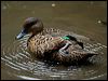 chestnut_teal_151028