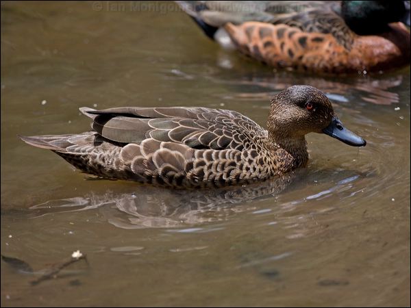 Chestnut Teal chestnut_teal_151017.psd